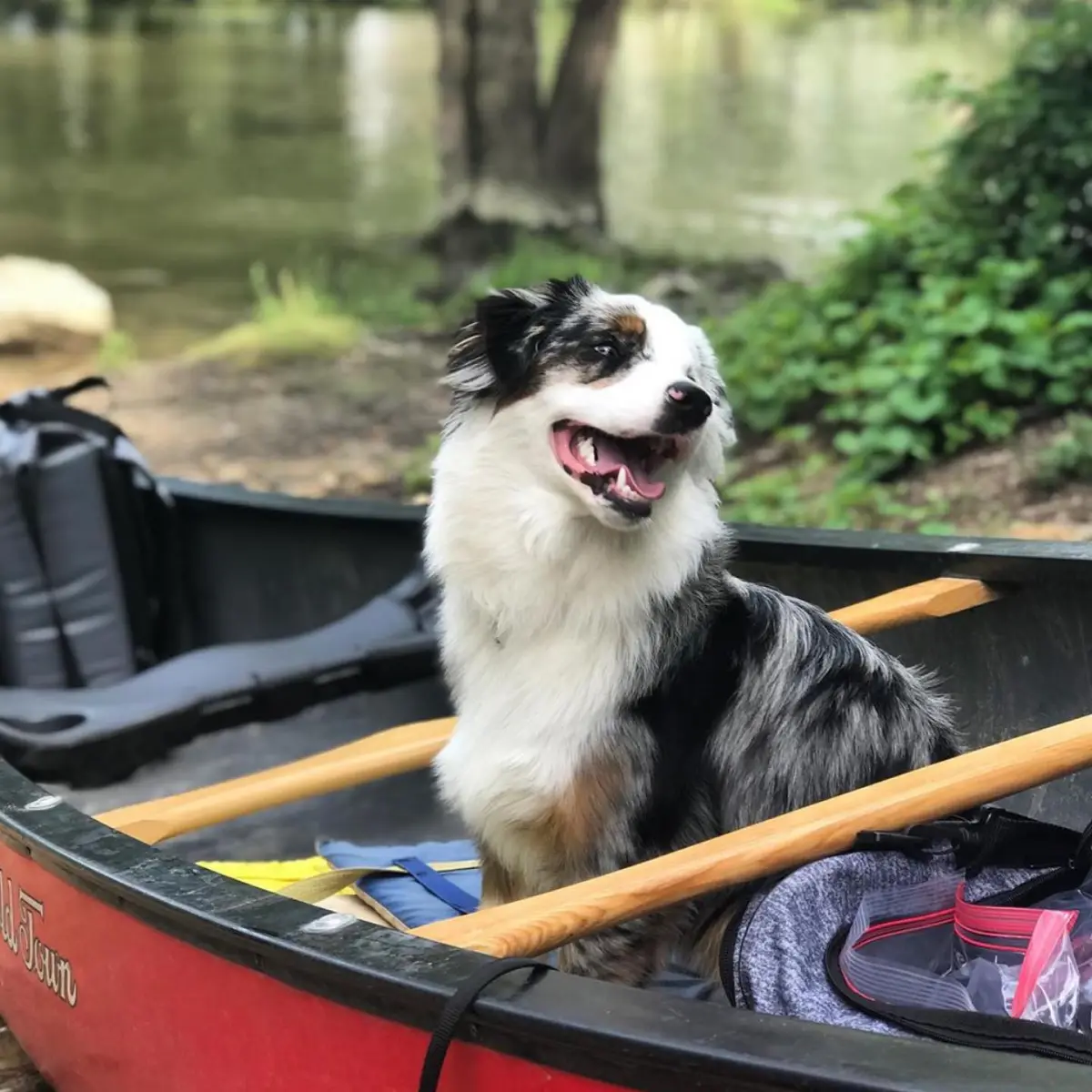 a dog sitting on a boat
