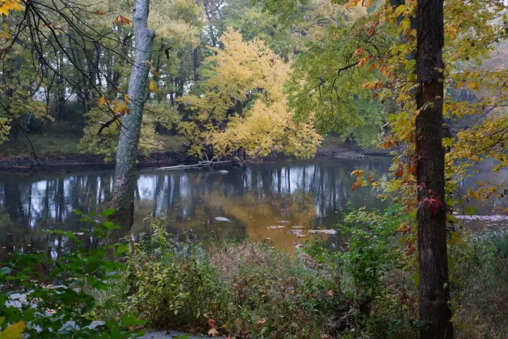 a pond surrounded by trees