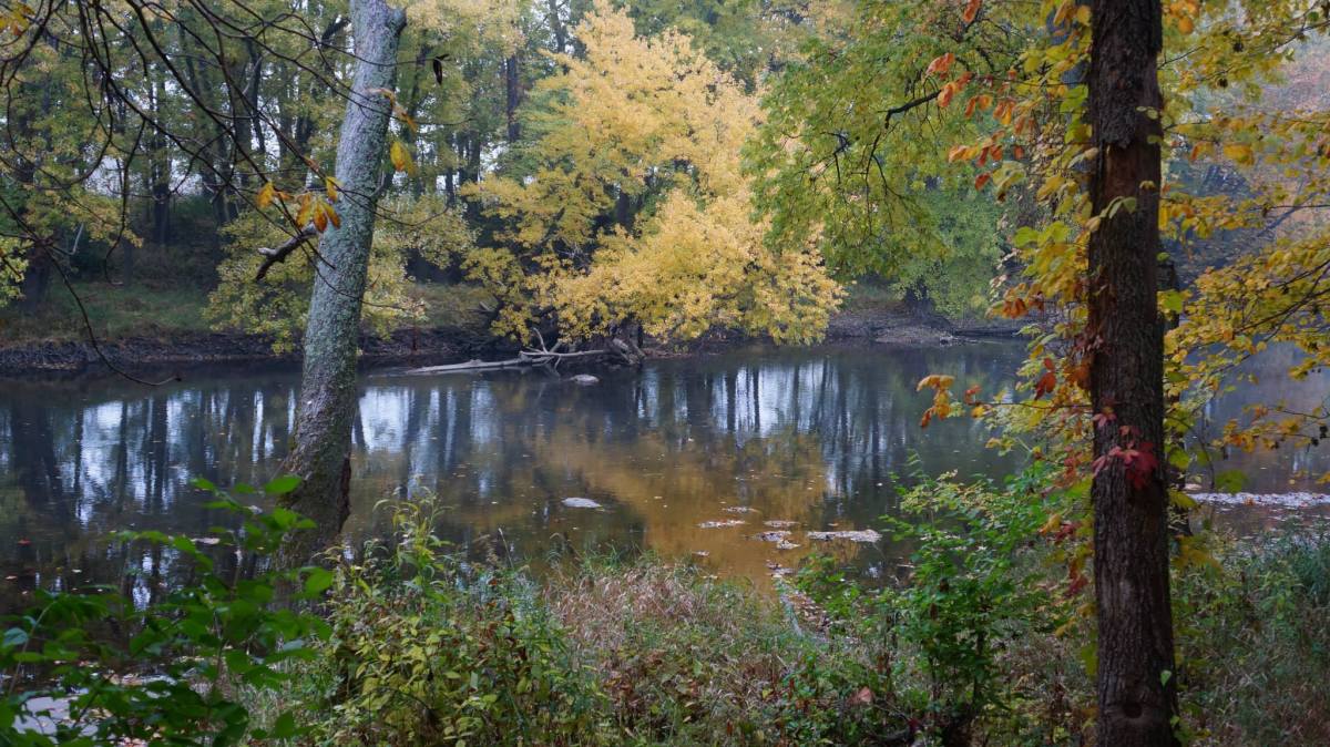 a pond surrounded by trees