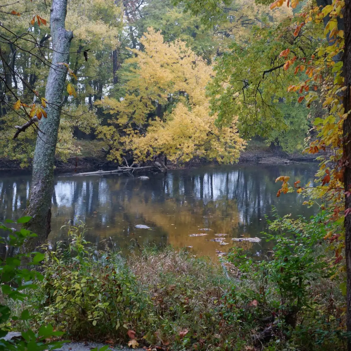 a pond surrounded by trees