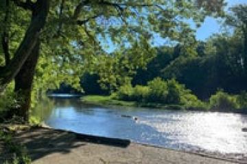 a tree next to a body of water