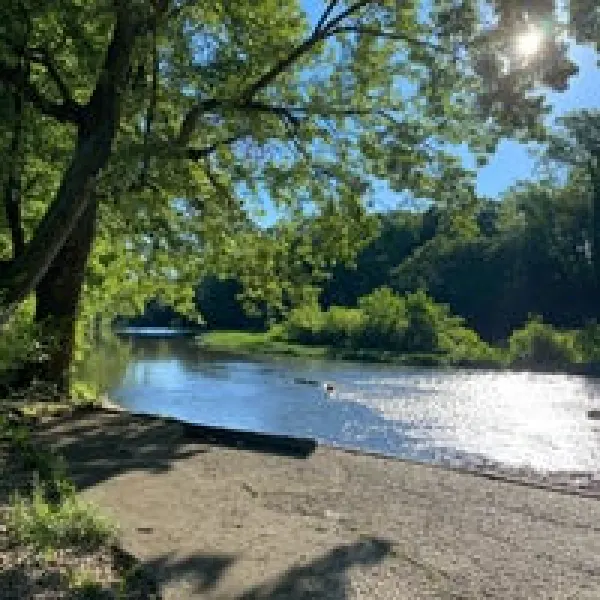 a tree next to a body of water