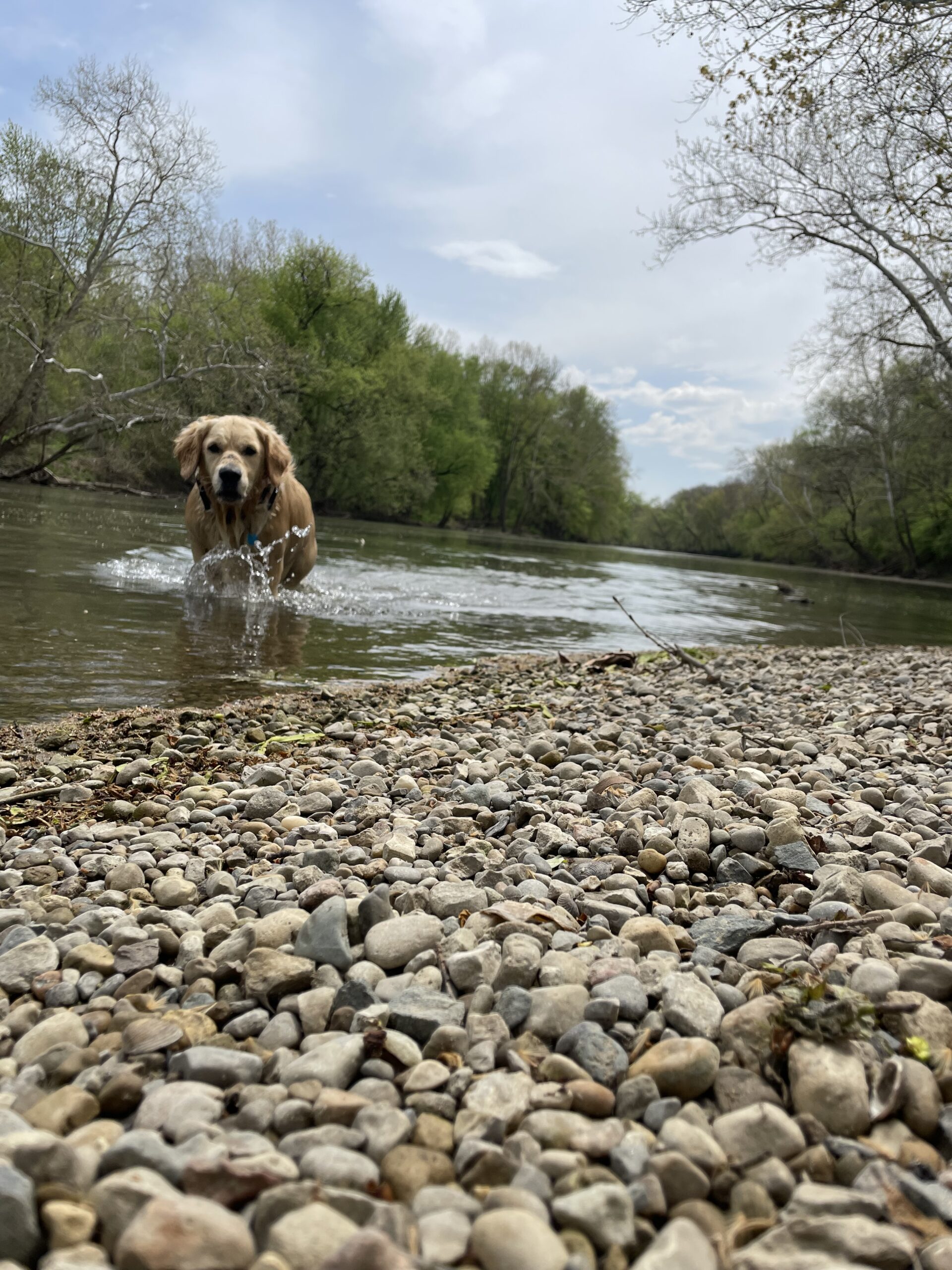 a dog standing next to a body of water